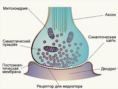 Схема работы синапса